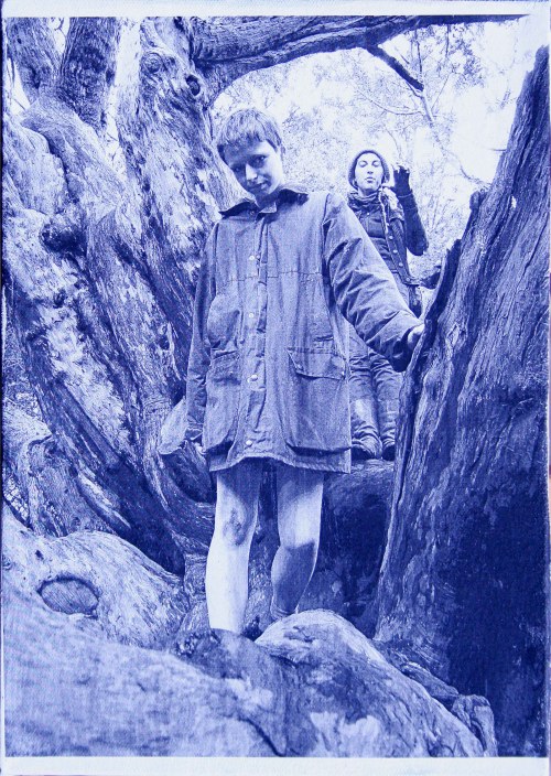 Kingly Vale yew tree